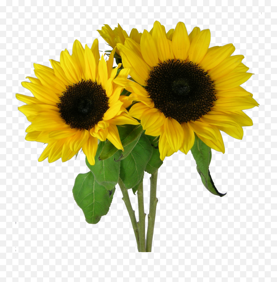 Sunflower Png Background Image - Clear Background Sunflower Clipart Transparent,Transparent Sunflower