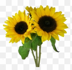 Sunflower Png Background Image - Clear Clipart Transparent