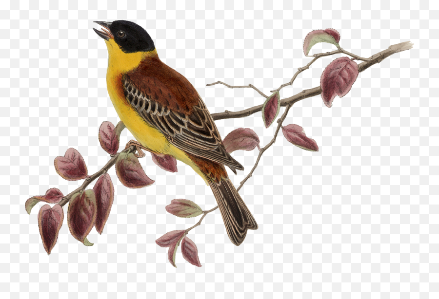 Sparrow Clipart Transparent Png - Sparrow Clipart Png,Sparrow Png