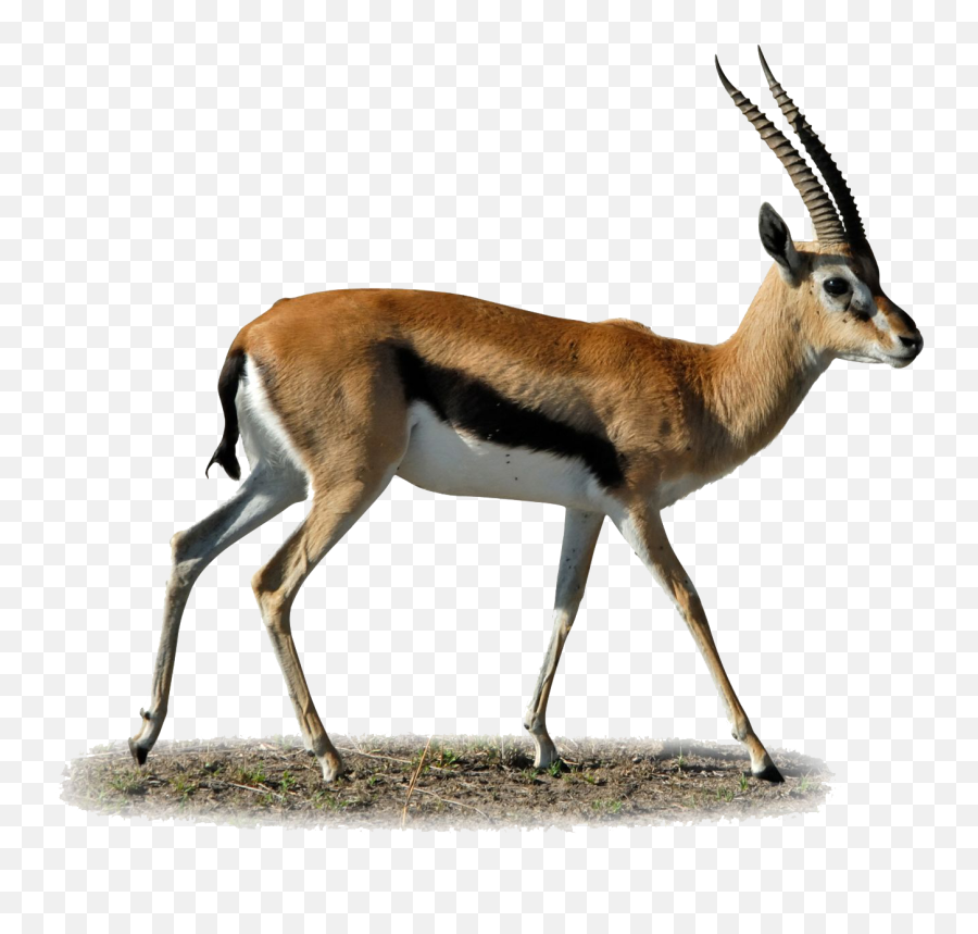 Head Clipart Gazelle Transparent Free For - Antelope Png,Deer Skull Png