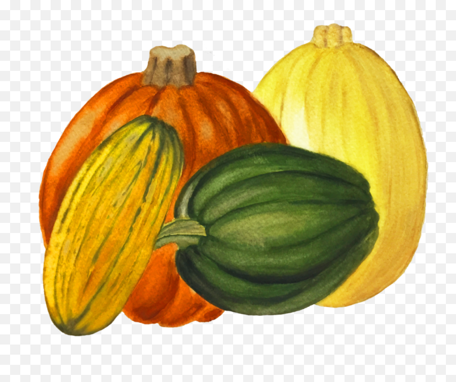 Zucchini Clipart Acorn Squash - Pumpkin Png,Acorn Transparent Background