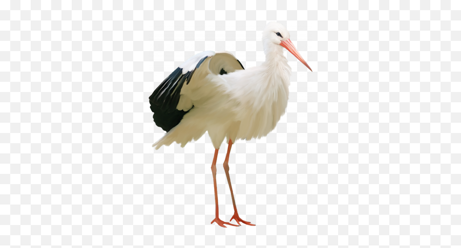 Stork Png Images