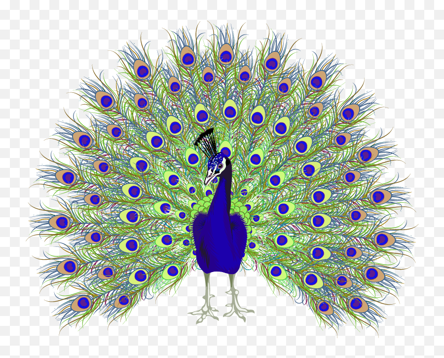 Peafowl Euclidean Vector - Easy Peacock With Open Feathers Drawing Png,Peacock Png