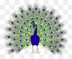 Peafowl Euclidean Vector - Easy Peacock With Open Feathers Drawing Png,Peacock Png
