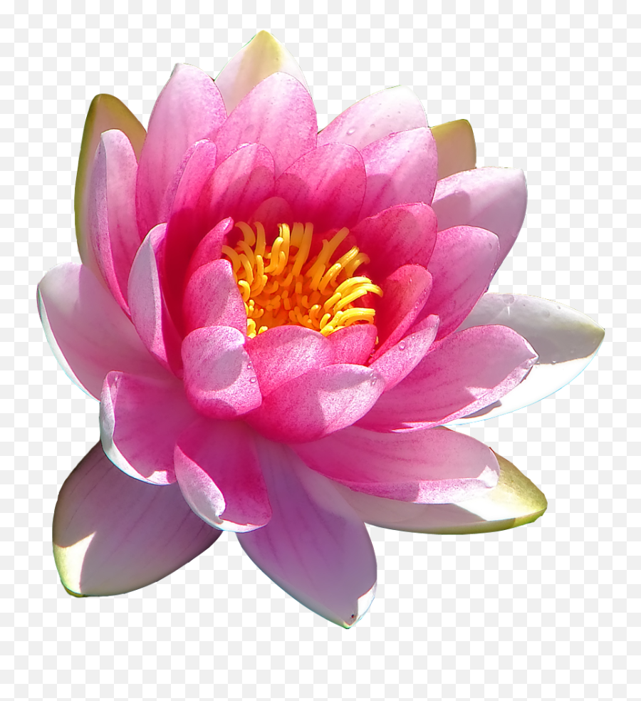 Transparent Water Lily - Sthal Padma Land Lotus Flower Png,Lily Transparent