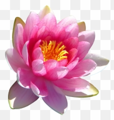 Transparent Water Lily - Sthal Padma Land Lotus Flower Png,Lily Transparent