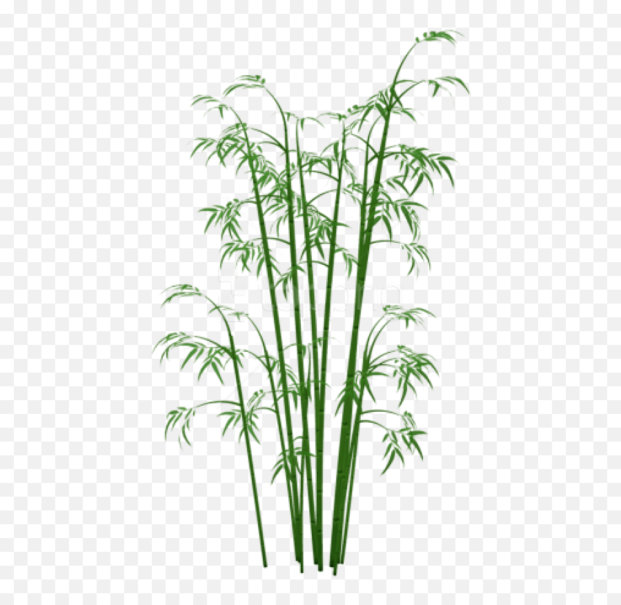 Bamboo Plant Png Transparent Collections - Bamboo Png,Plant Transparent Background
