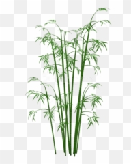 Bamboo Plant Png Transparent Collections - Bamboo Png,Plant Transparent Background