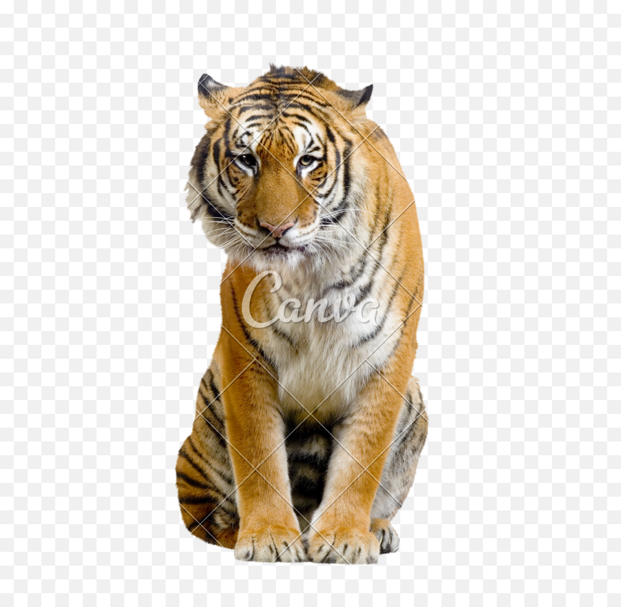 Sitting Tiger Transparent Image - Tiger Sitting Transparent Background Png,Tiger Transparent