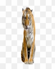 Sitting Tiger Transparent Image - Background png