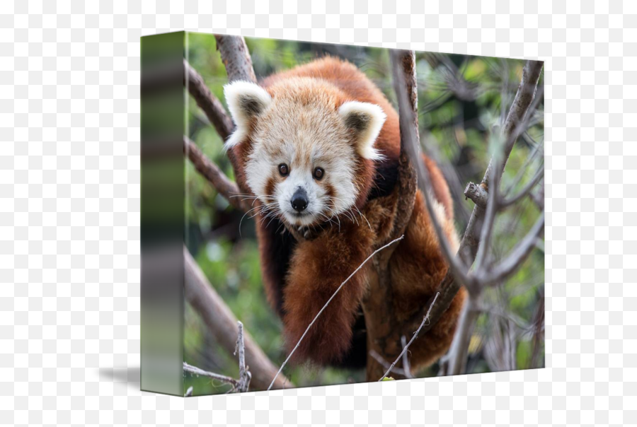 Red Panda By Lillis Werder - Red Panda Png,Red Panda Transparent