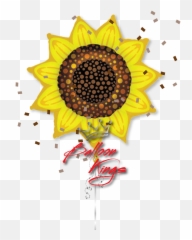 Sunflower Png