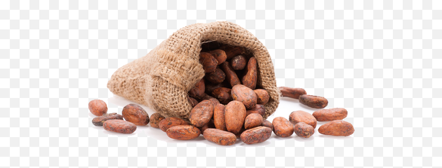 Cacao Png Alpha Channel Clipart Images - Cacao Tree,Cacao Png