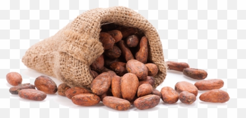 Cacao Png Alpha Channel Clipart Images - Cacao Tree,Cacao Png