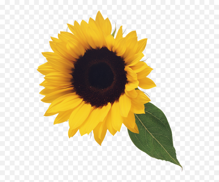 Sunflower With Leaf Clipart - Clear Background Sunflower Transparent Png,Sunflower Transparent Background