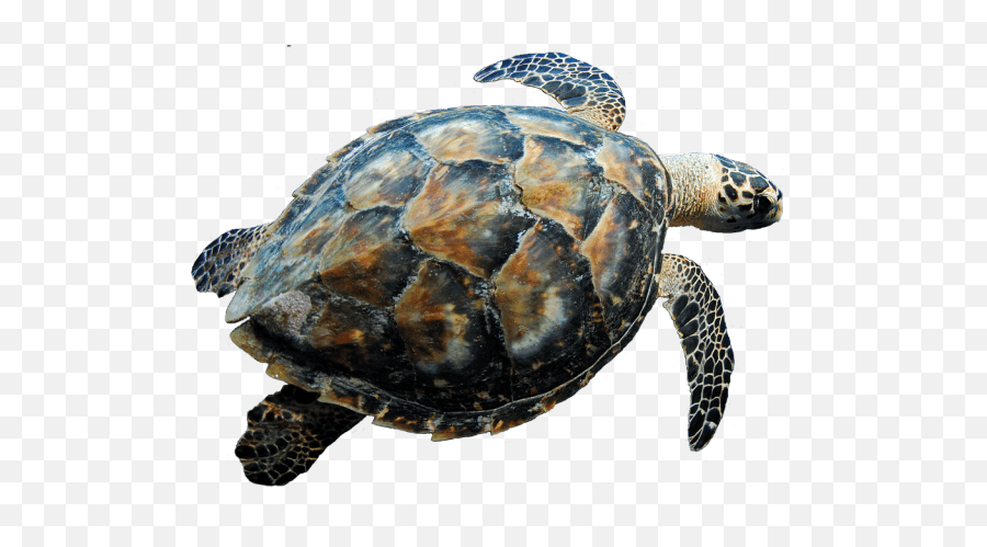 Swimming Turtle Transparent Png - Sea Turtle Transparent,Turtle Png