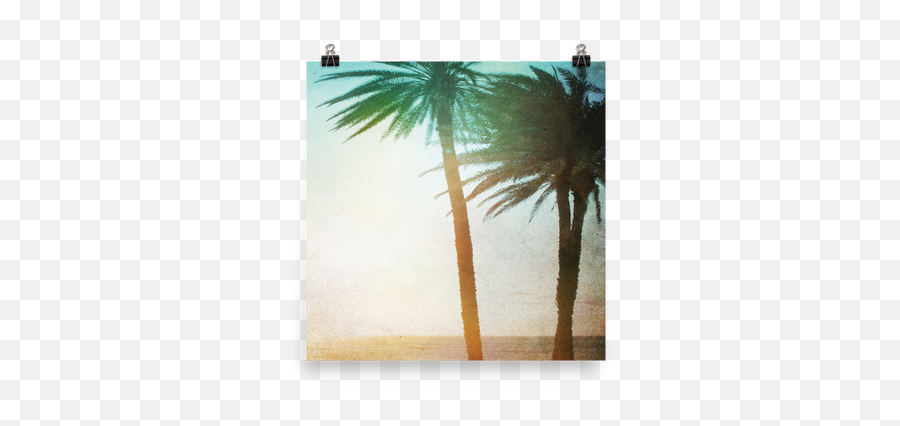 Chill - Cases By Kate Borassus Flabellifer Png,Palm Trees Transparent