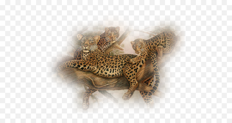 Download Leopard Png Pic - Free Transparent Png Images,Leopard Png