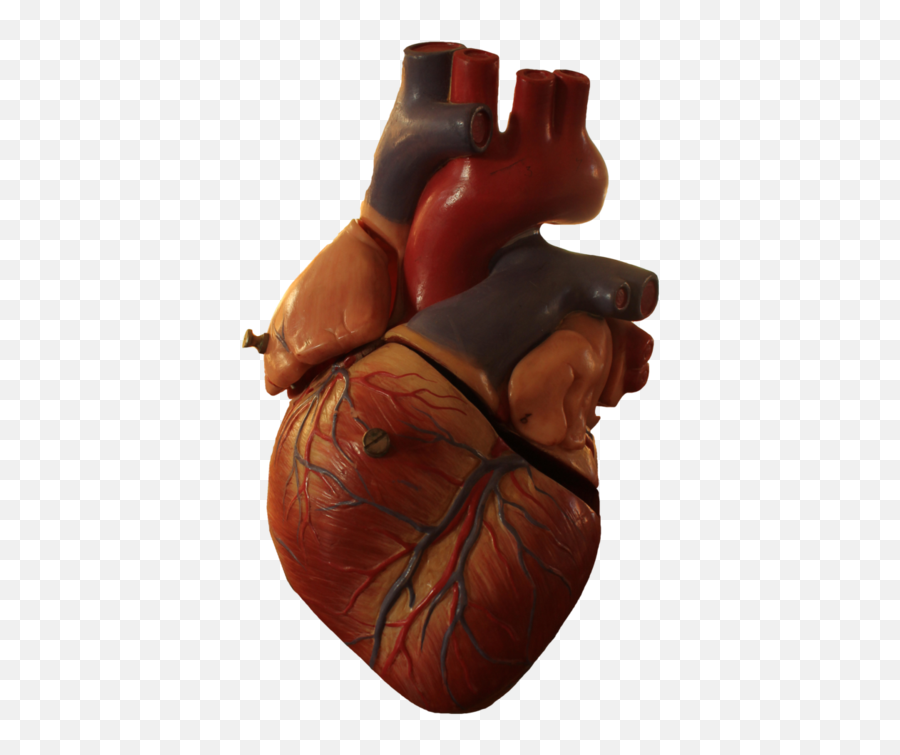 Download Free Png Heart Transparent Human Picture 1694335 - Real Heart Picture No Background,Human Heart Png