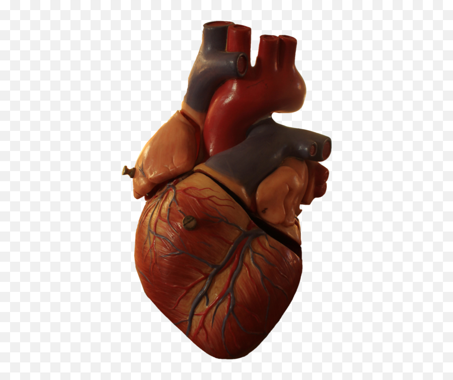 real heart diagram