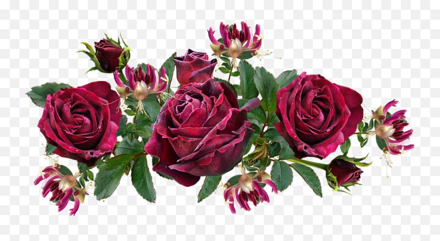 Flowers Roses Red - Free Image On Pixabay Png,Honeysuckle Png