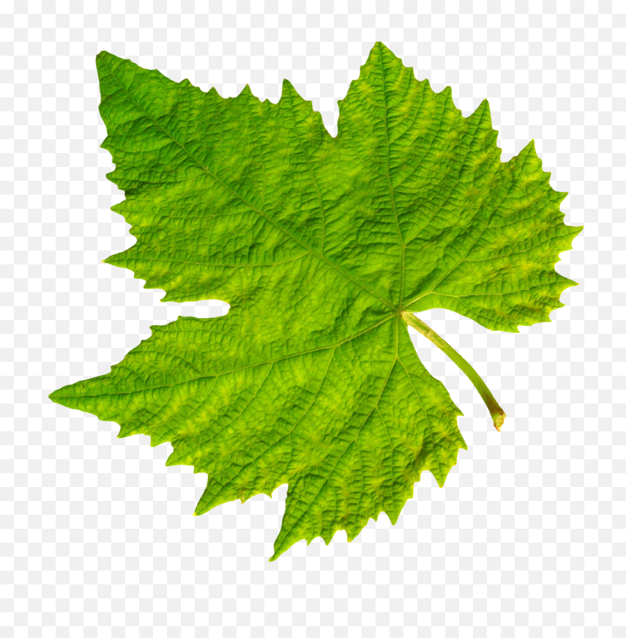 Grape Vine Leaf Png Image - Purepng Free Transparent Cc0 Grape Leaf Png,Mint Leaves Png