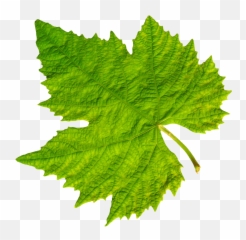 Grape Vine Leaf Png Image - Purepng Free Transparent Cc0 Grape Leaf Png,Mint Leaves Png
