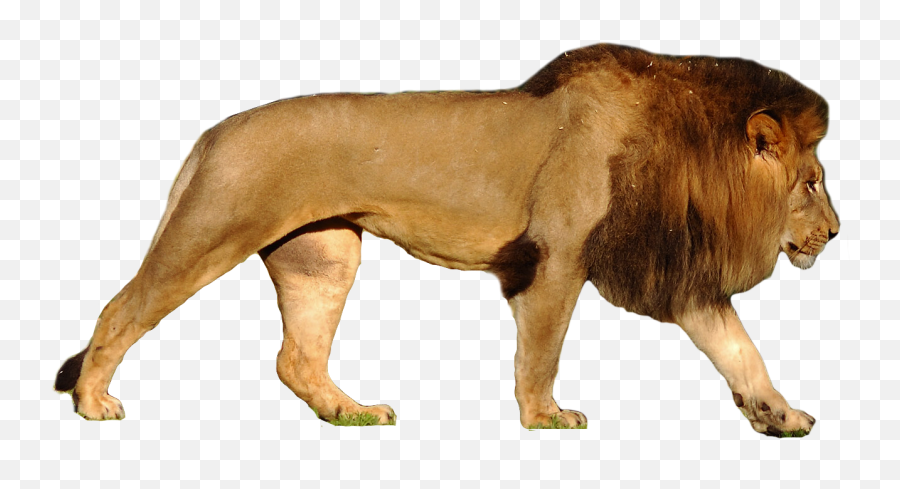 Lion Png Images Free Download Lions - Animal Kingdom Adyar Chennai,Lion  Roar Png - free transparent png images 