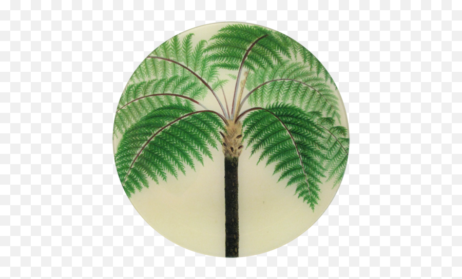 Tropical Palm Frondbanana Leaf - Inspired Decor Via Haskell Cyathea Contaminans Sketch Png,Palm Fronds Png