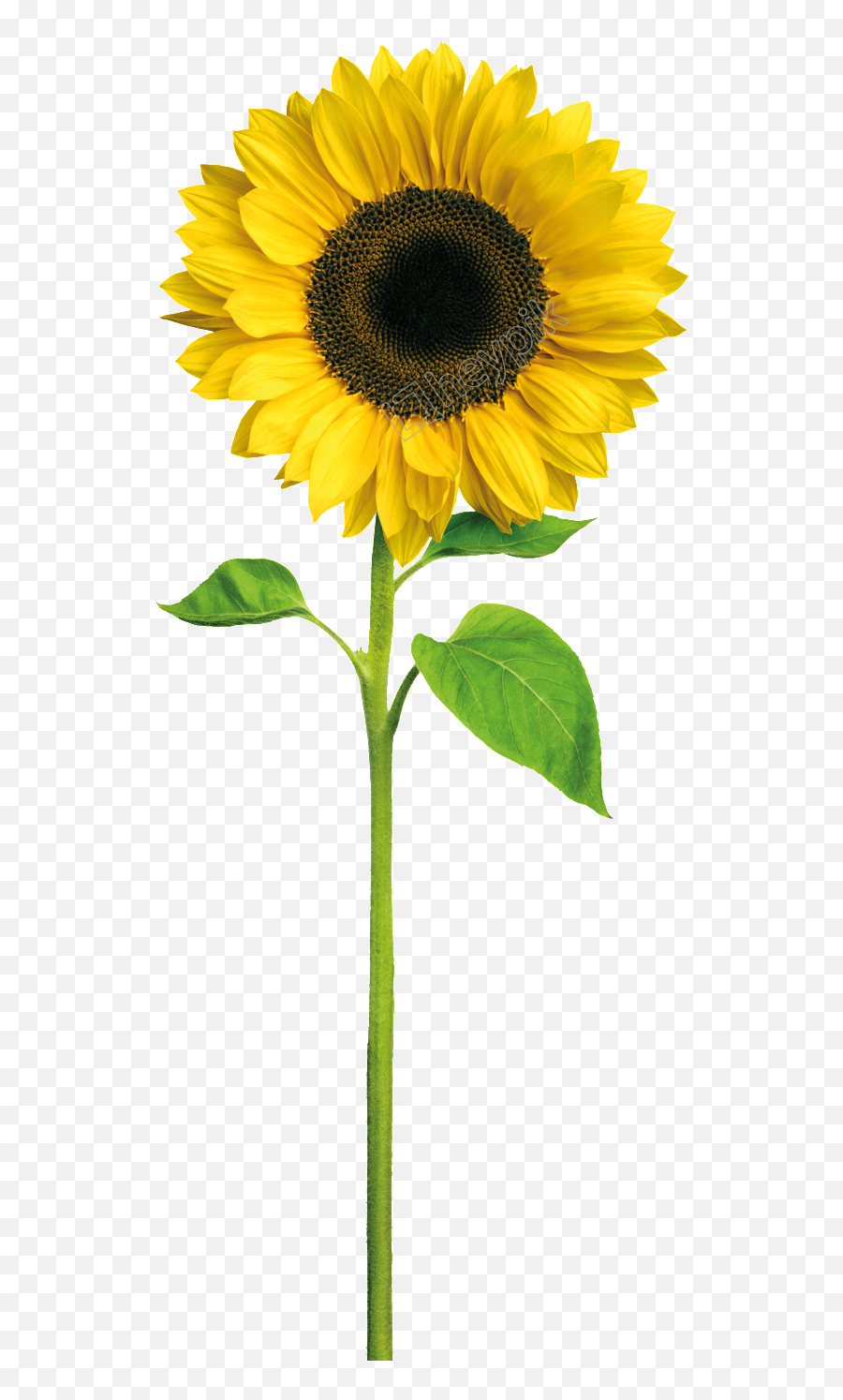 Image Result For Cartoon Sunflower - Preço De Um Girassol Png,Sunflowers  Png - free transparent png images 