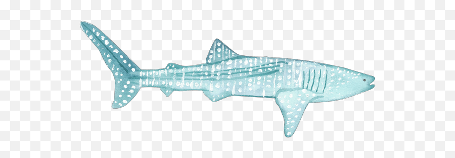 Download C - Whale Shark Png,Whale Shark Png