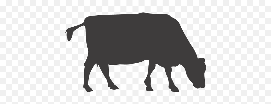 Cow Grazing Silhouette - Transparent Png U0026 Svg Vector File Cow Silhouette Transparent Background,Cattle Png