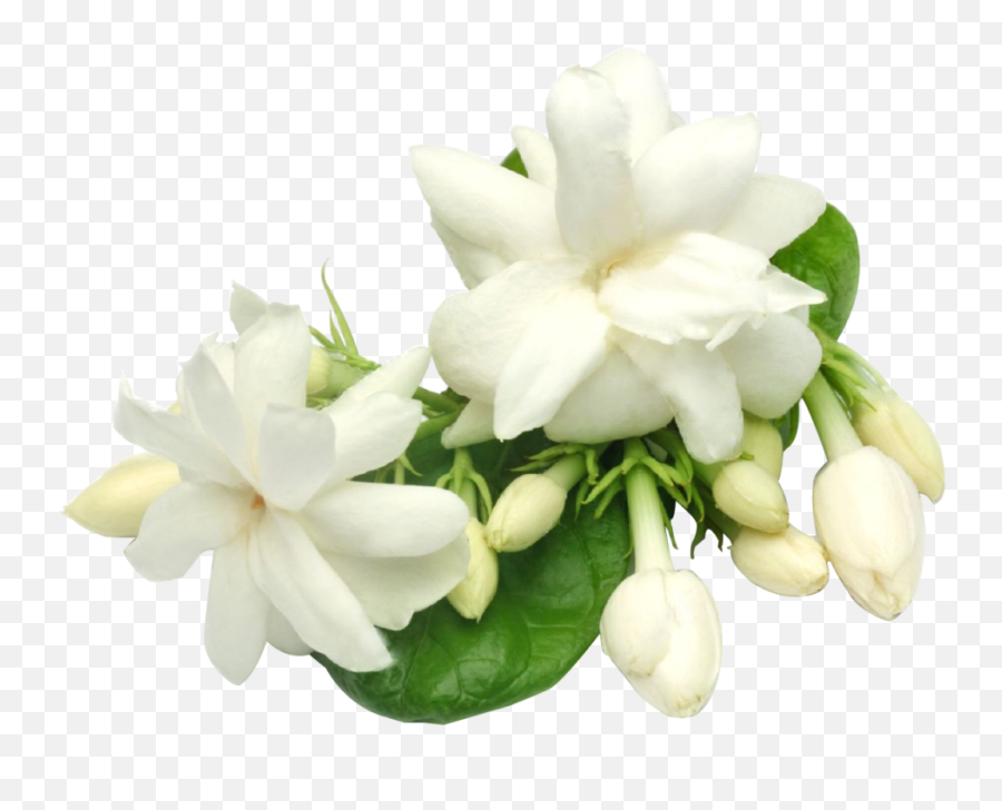 Gardenia - Flowerspngbackground Png,Green Flower Png