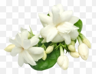 Gardenia - Flowerspngbackground Png,Green Flower Png