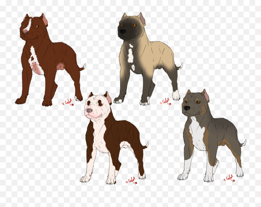 Drawn Pitbull Bully - American Bull Pitbull Itbull Bully Png,Pit Bull Png