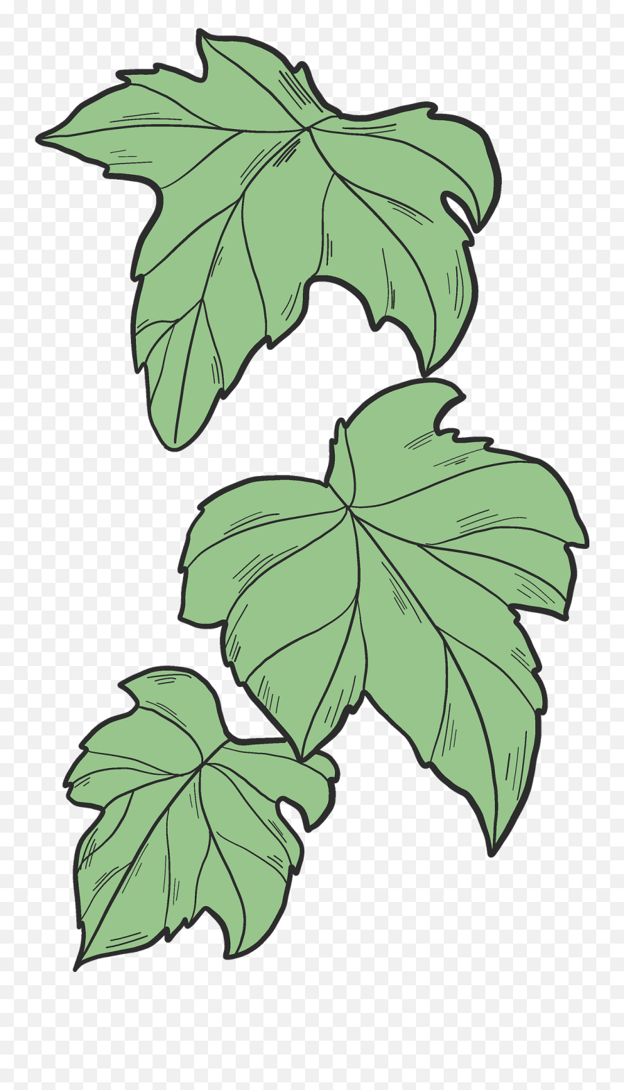 Ivy Leaves Clipart - Clip Art Ivy Leaf Png,Ivy Transparent