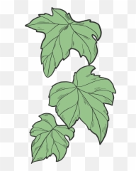 Ivy Leaves Clipart - Clip Art Ivy Leaf Png,Ivy Transparent