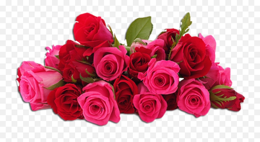 Flowers Flores Pink Red Roses Rosas - Flower Images For Editing Png,Rosas Rojas Png