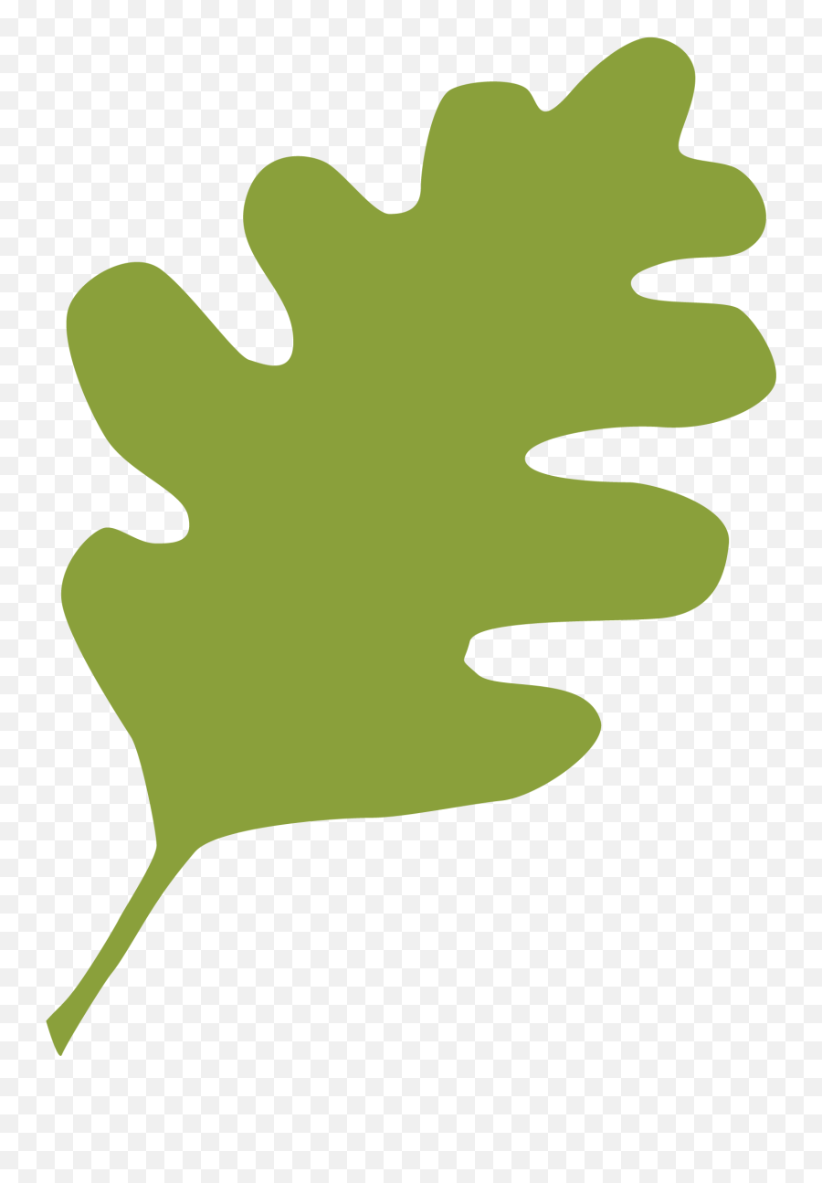 Green Live Oak Leaf - Oak Png,Live Oak Png