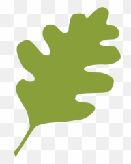 Green Live Oak Leaf - Oak Png,Live Oak Png