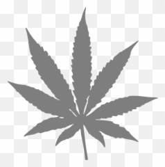 Real Weed Leaf Transparent U0026 Png Clipart Free Download - YWD Pot