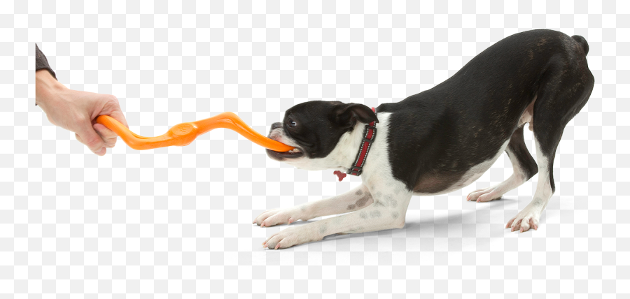 Bumi - Dog Png,Tug Of War Icon