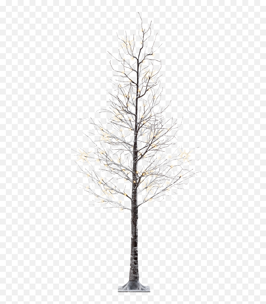 Led - Birch Png,Snowy Trees Png