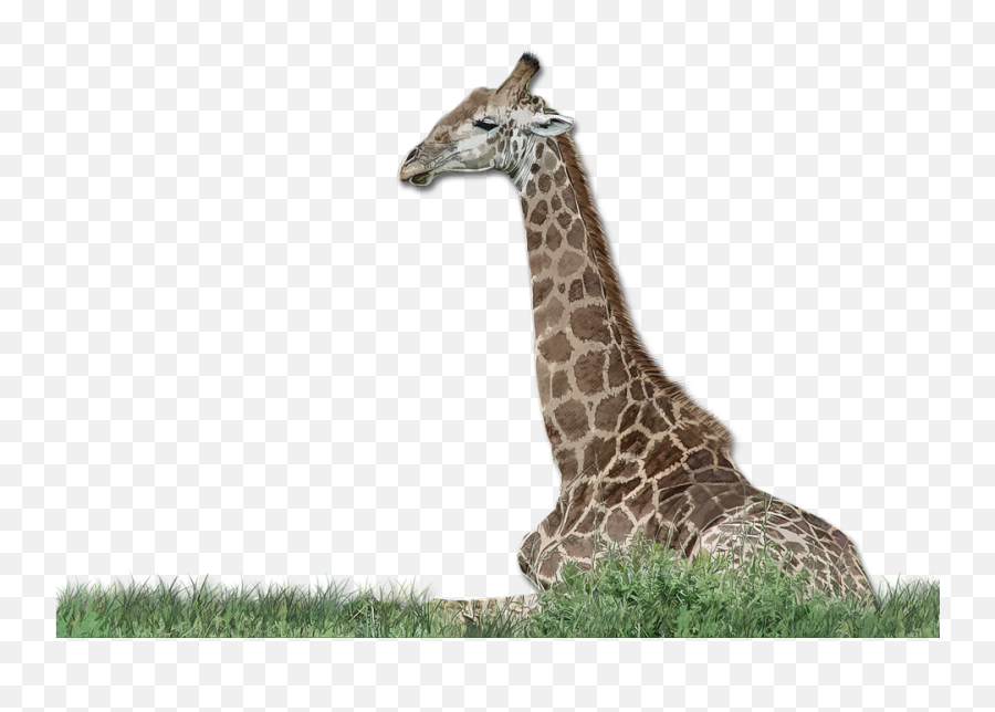 Giraffe Wild Africa - Free Image On Pixabay Giraffe Png,Wild Grass Png
