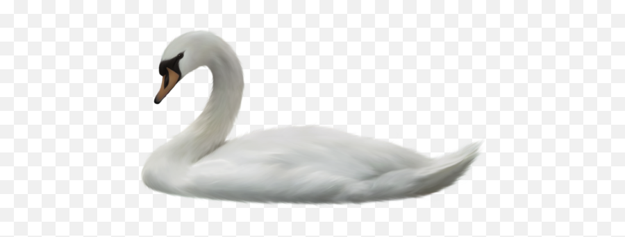Swan Png Image Without Background - Png Swan,Swan Png