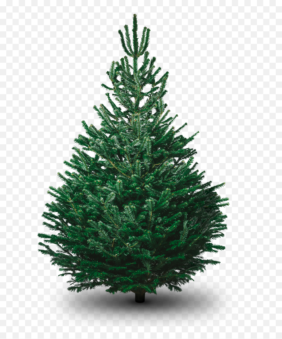 Download Fir Tree Png Photo - Plain Christmas Tree Png Nordmann Png,Xmas Tree Png