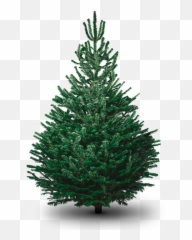 Download Fir Tree Png Photo - Plain Christmas Nordmann