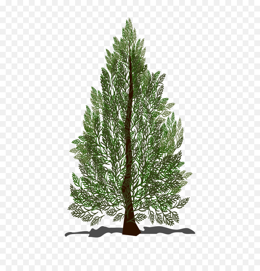 Free Evergreen Tree Png Download - Pine Tree On White Background,Evergreen Png