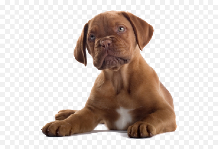 Dog Clipart Png - Transparent Background Puppy Mastiff,Puppy Clipart Png