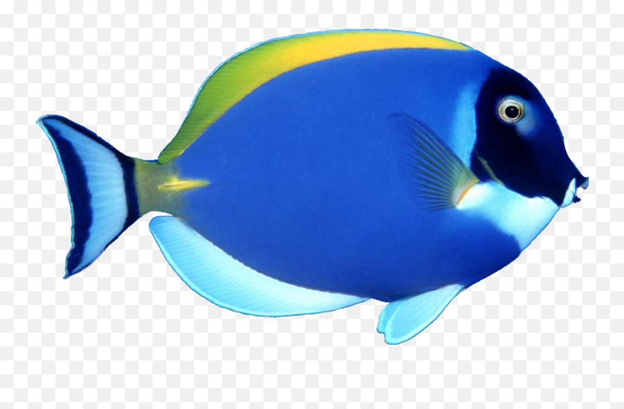 Download Blue Fish Png File - Free Transparent Png Images Fish In Blue Colour,Fish Png Transparent